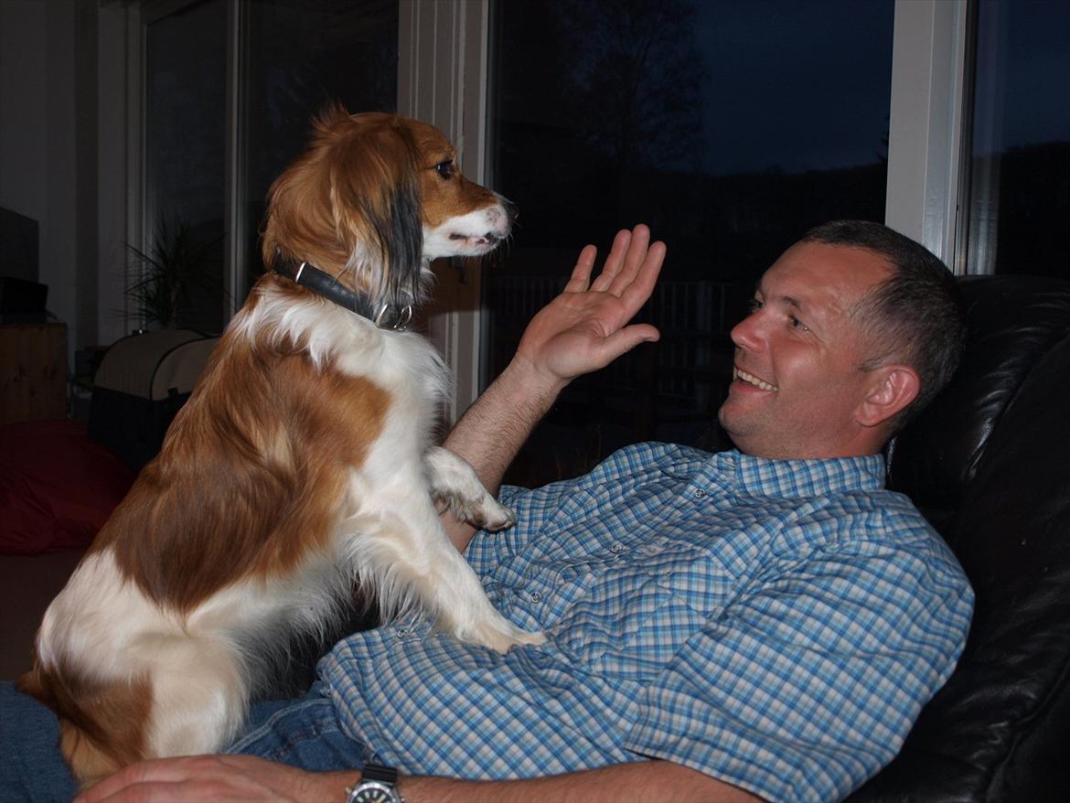 Kooikerhondje Vitovani's Carlita D'Belox | Cita | - Nr. 8 Gi' mig fem :) billede 8