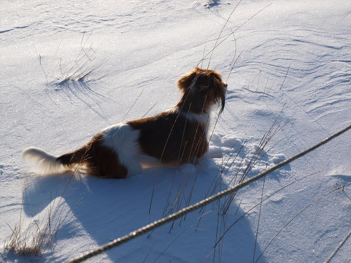 Kooikerhondje Vitovani's Carlita D'Belox | Cita | - Nr. 20 Tak fordi i ville kigge forbi ;) Læg gerne en bedømmelse og kommentar :D billede 19