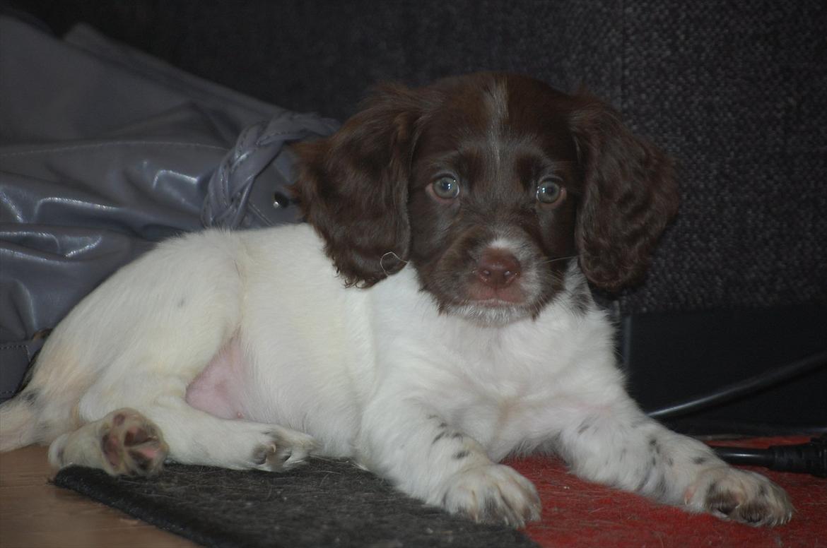 Field Trial Cockerspaniel Buffie billede 1