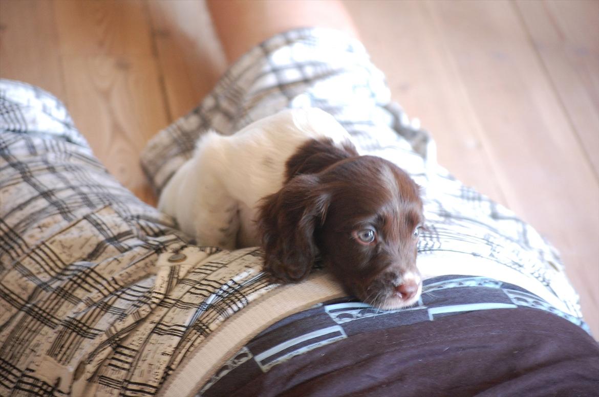 Field Trial Cockerspaniel Buffie billede 4