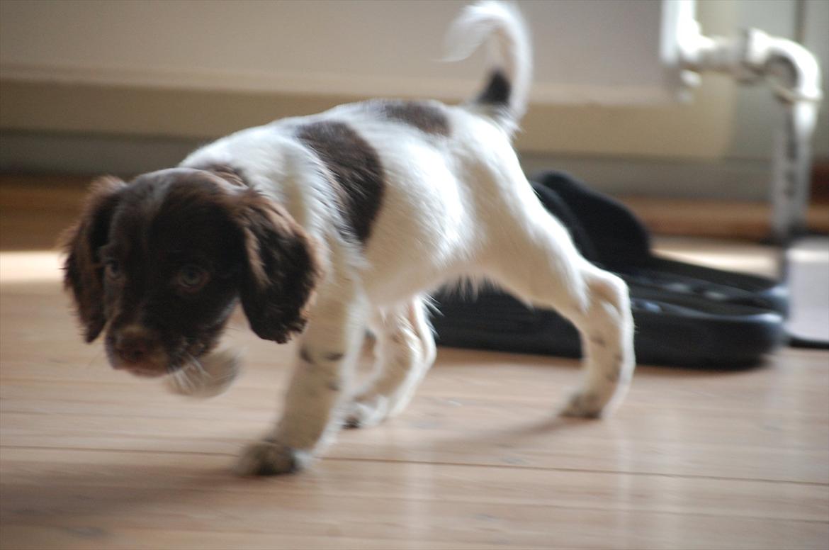 Field Trial Cockerspaniel Buffie billede 8