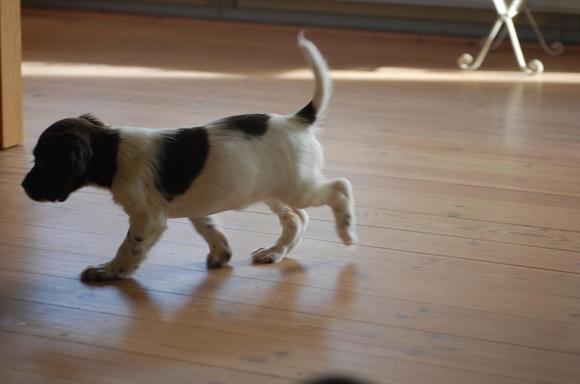 Field Trial Cockerspaniel Buffie billede 9