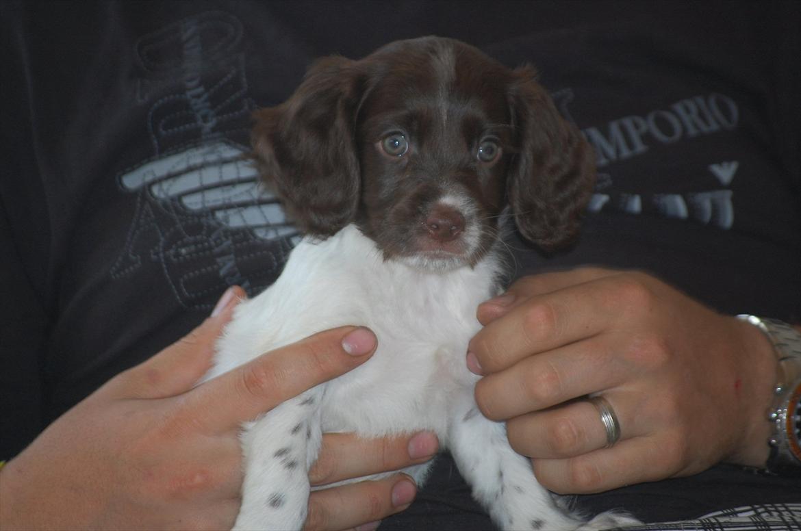 Field Trial Cockerspaniel Buffie billede 10