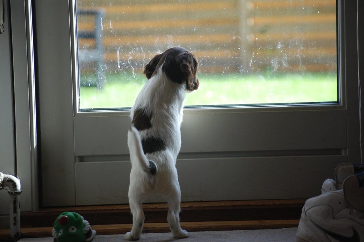 Field Trial Cockerspaniel Buffie billede 11