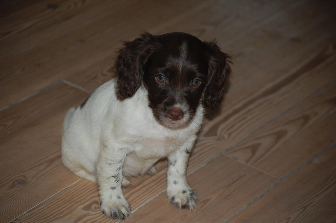 Field Trial Cockerspaniel Buffie billede 12