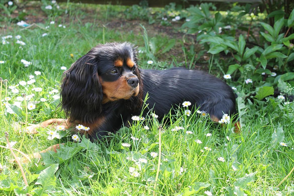 Cavalier king charles spaniel Piccocane's Charlie - Charlie nyder solen!  billede 10