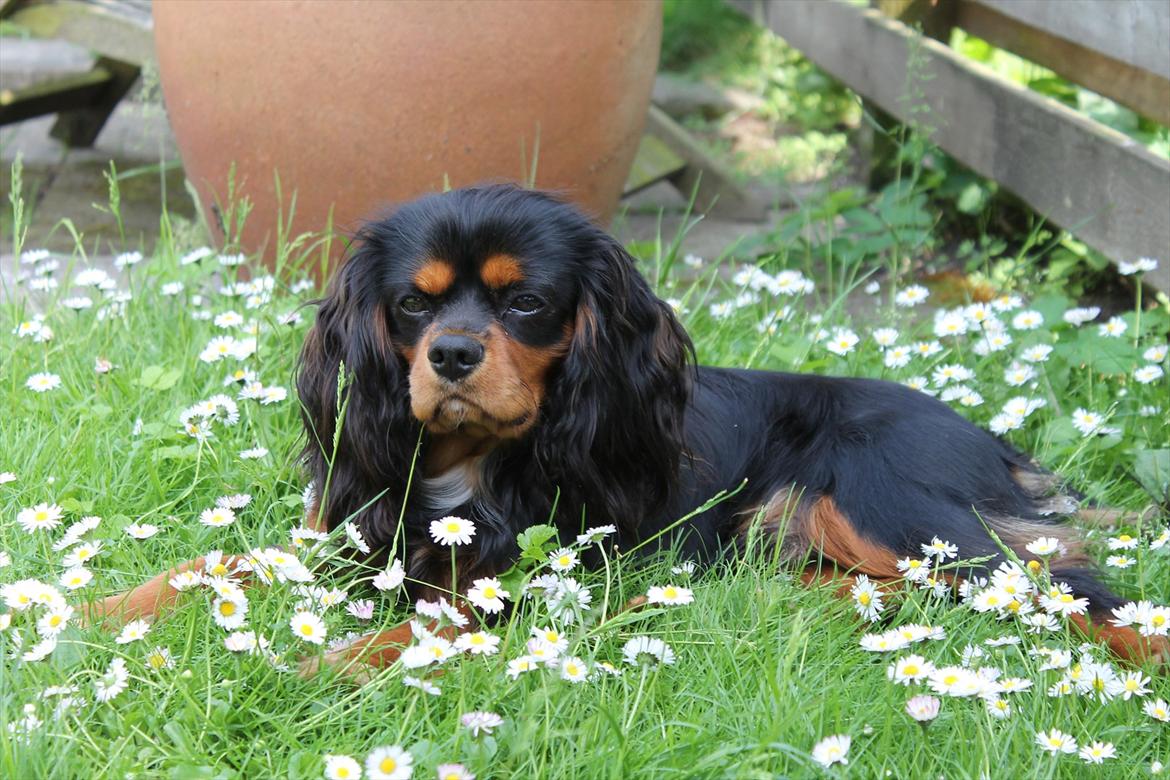 Cavalier king charles spaniel Piccocane's Charlie - Charlie i haven! :D billede 12