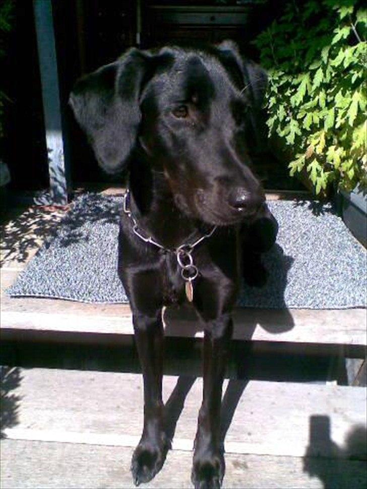 Blanding af racer Selma billede 20