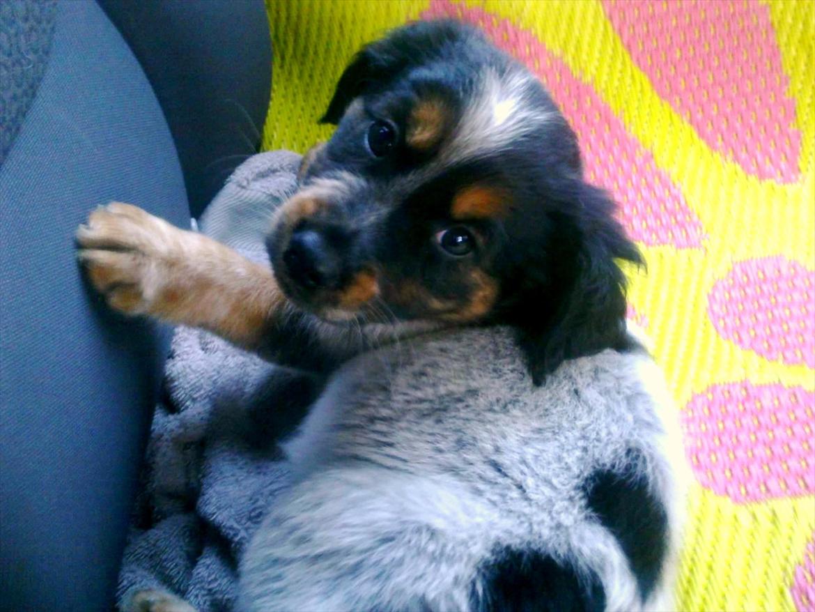 Blanding af racer Milla - Vores lille skat, 8 uger gammel <3  billede 9