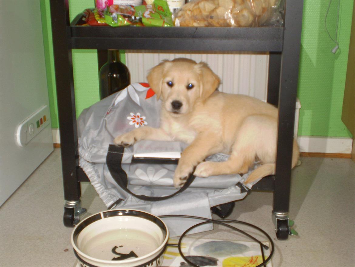 Golden retriever Jenna billede 7