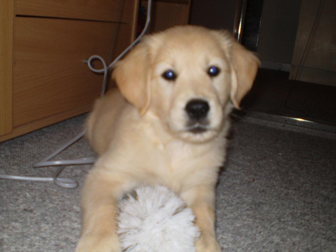 Golden retriever Jenna billede 8