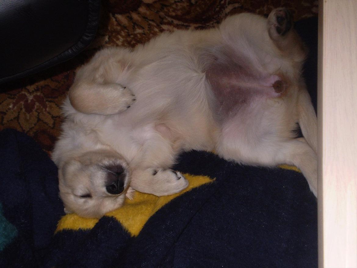 Golden retriever Jenna billede 9