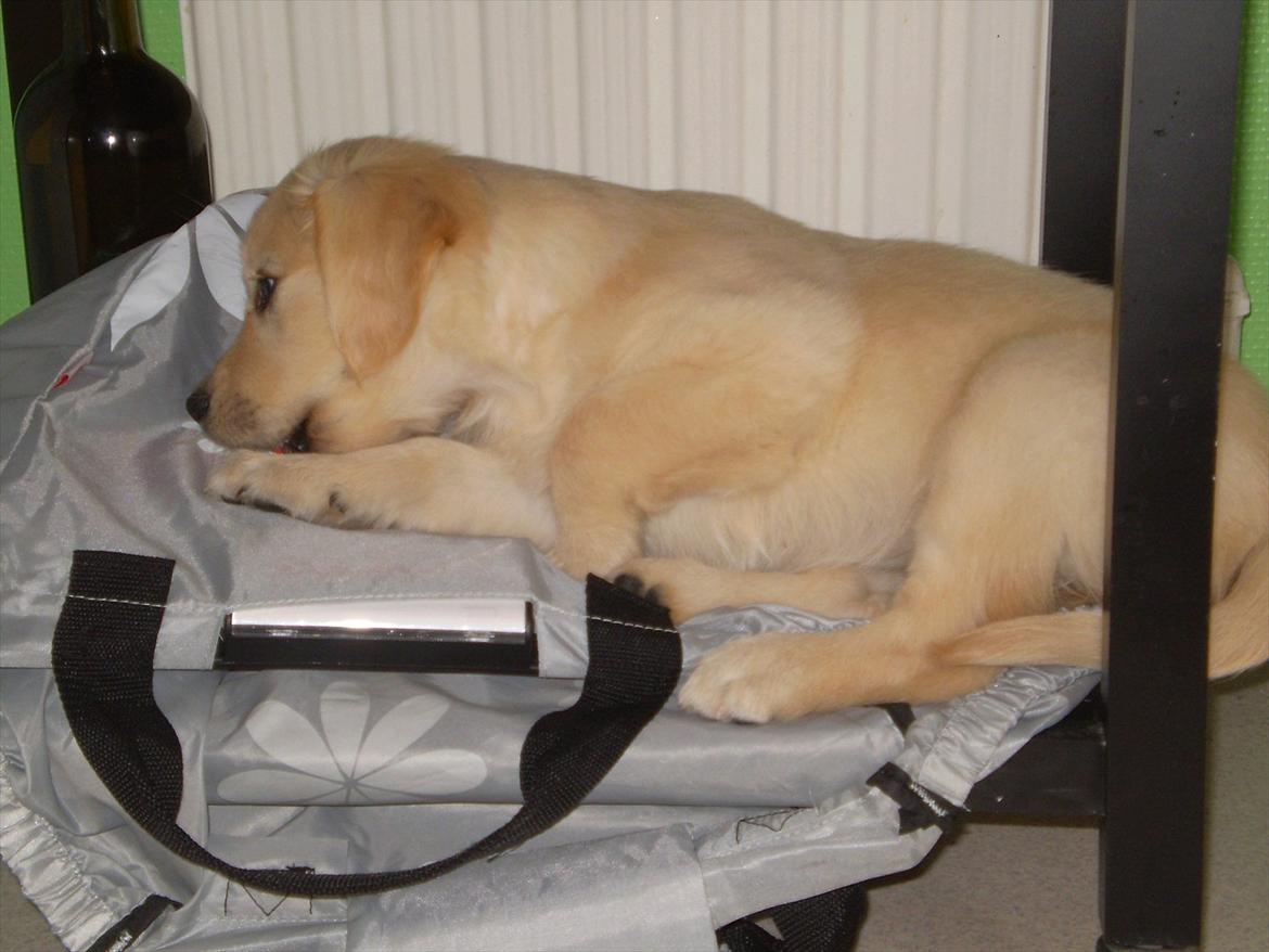 Golden retriever Jenna billede 10