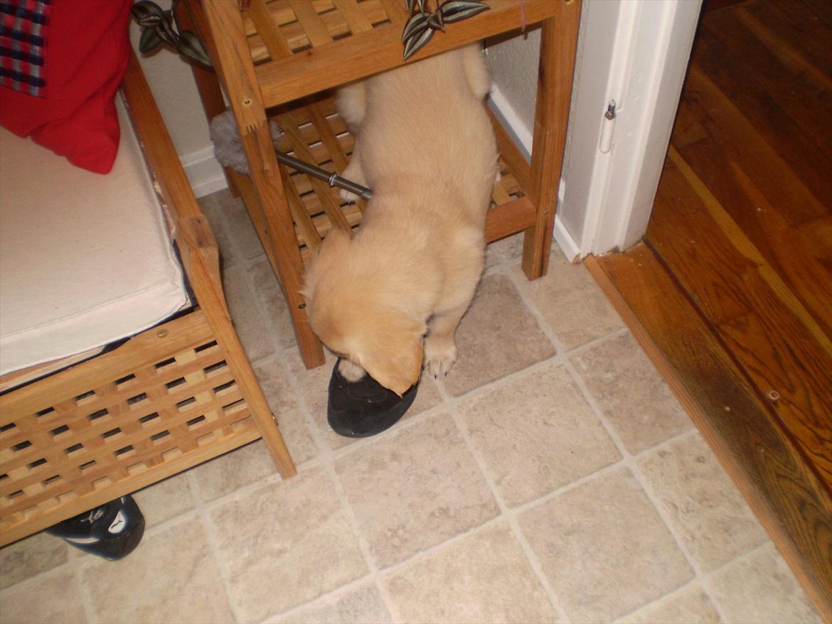 Golden retriever Jenna billede 11