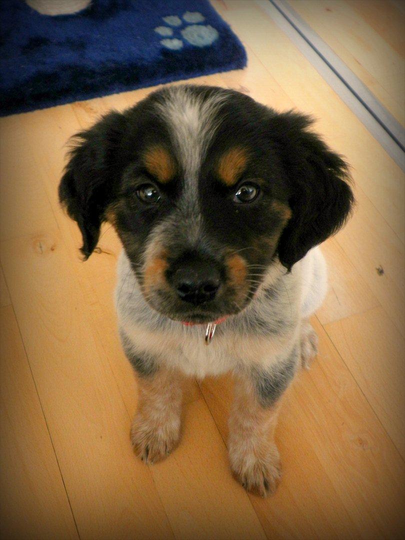 Blanding af racer Milla - Seee hvor fint hun sitter! :) <3 billede 11