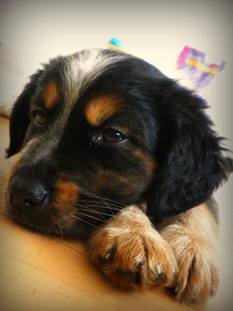 Blanding af racer Milla - Milla <3 billede 1