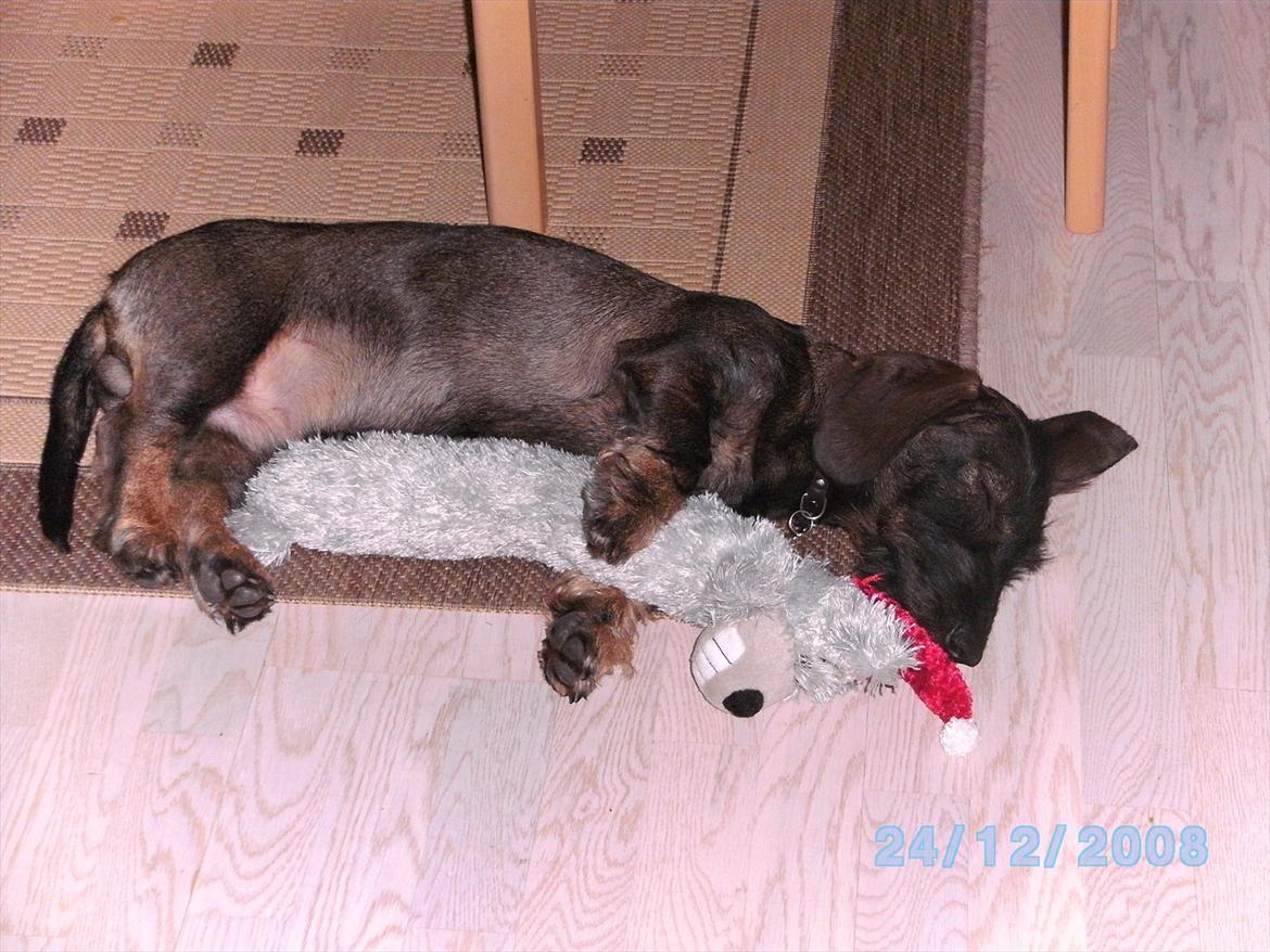 Gravhund Aksel - Aksel som sover med sin fine bamse:D billede 1