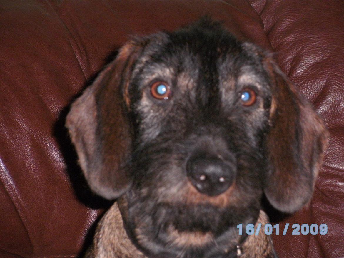 Gravhund Aksel - Aksel som kigger lige ind i kameraet:P billede 3