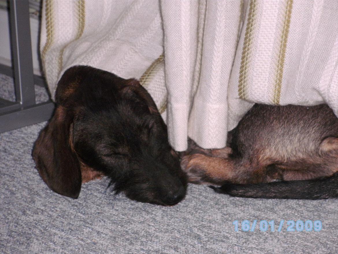 Gravhund Aksel - Lille aksel:) billede 5