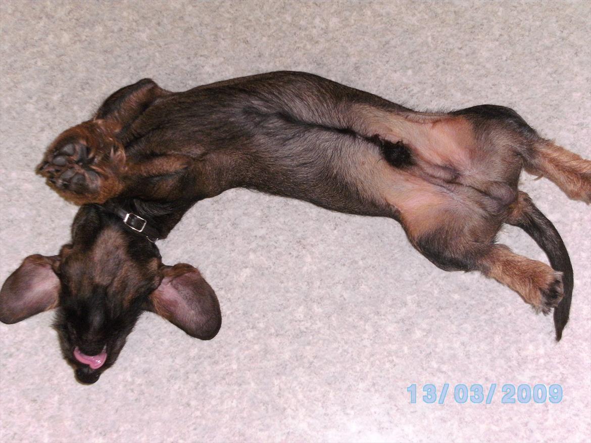 Gravhund Aksel - Aksel som ligger og venter på vi kigger på ham :P billede 6