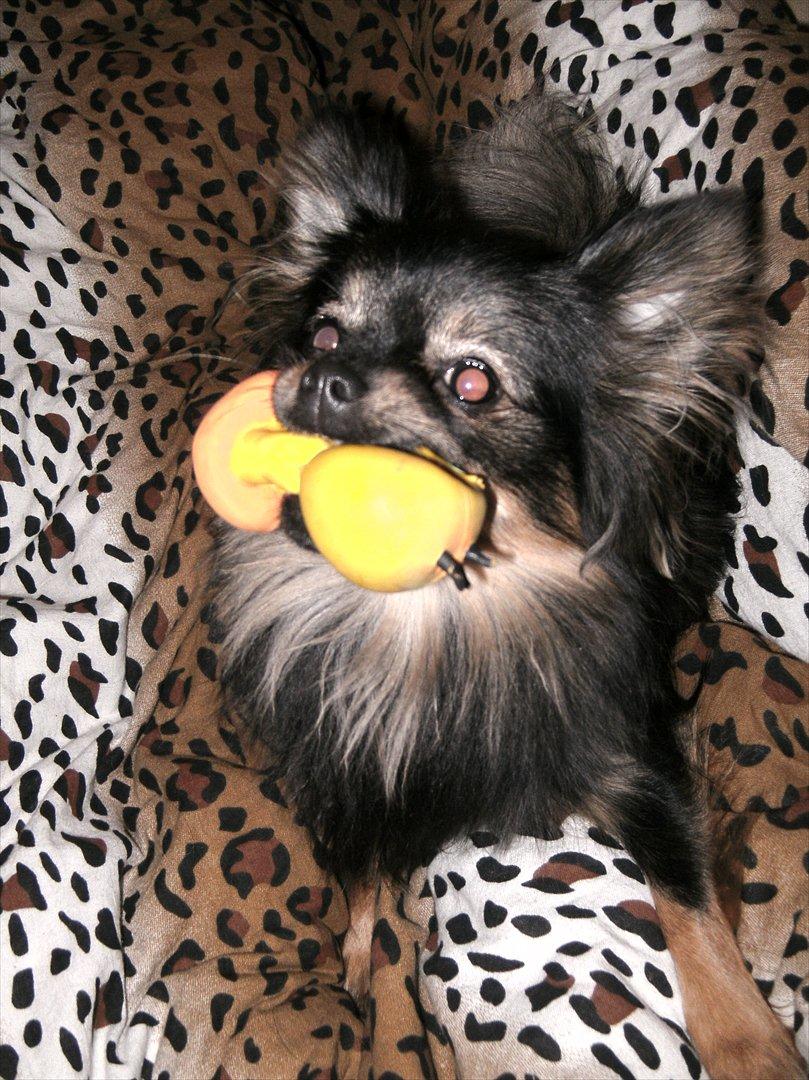 Blanding af racer Dot - vil i lege:-D billede 1