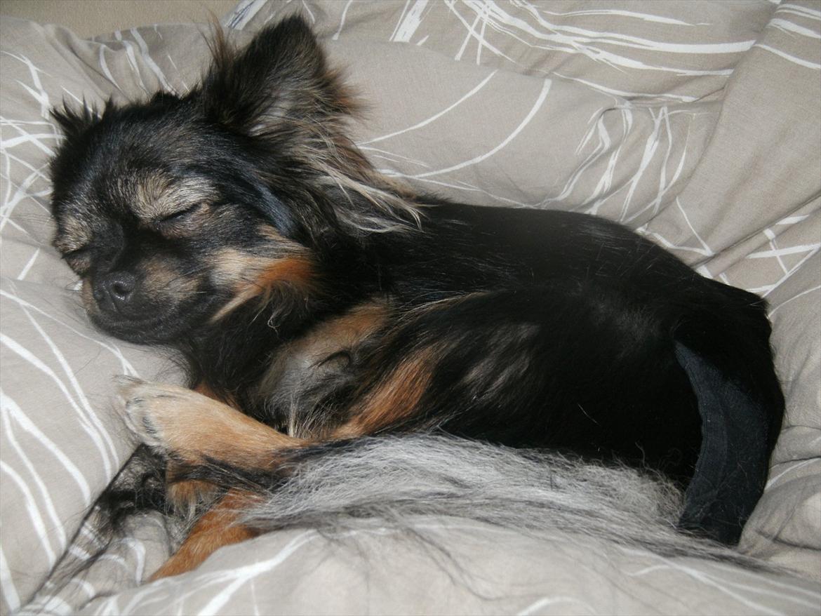 Blanding af racer Dot - tager lige en lille lur billede 2