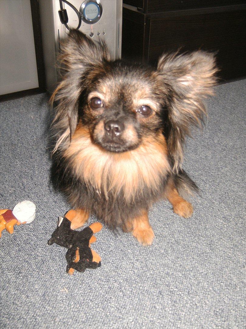 Blanding af racer Dot - leger igen... vil alid lege.-D billede 3