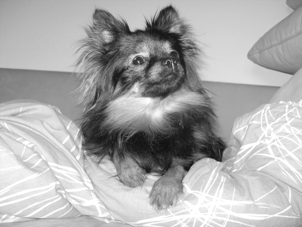 Blanding af racer Dot - er nys:-D billede 4