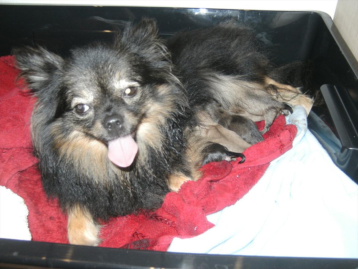 Blanding af racer Dot - lige blevet en stolt mor:-D billede 5