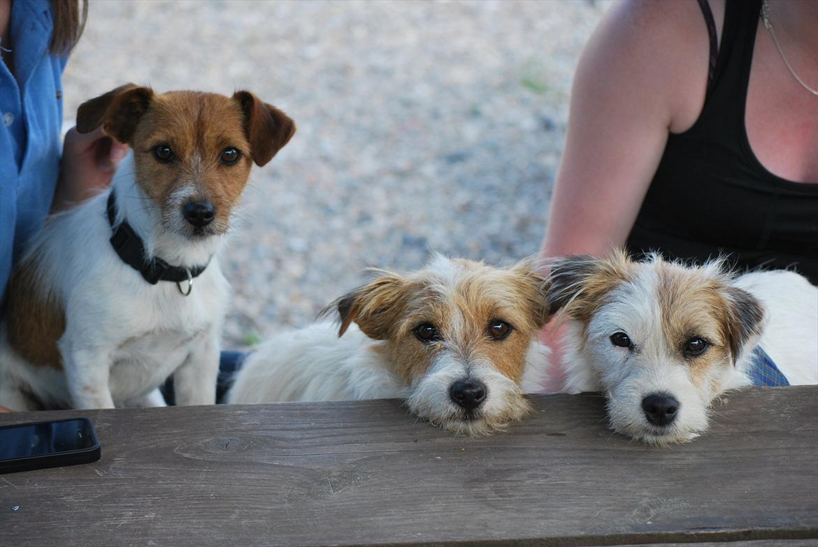 Jack russell terrier Conrad - Soya, Carla og Conrad billede 3