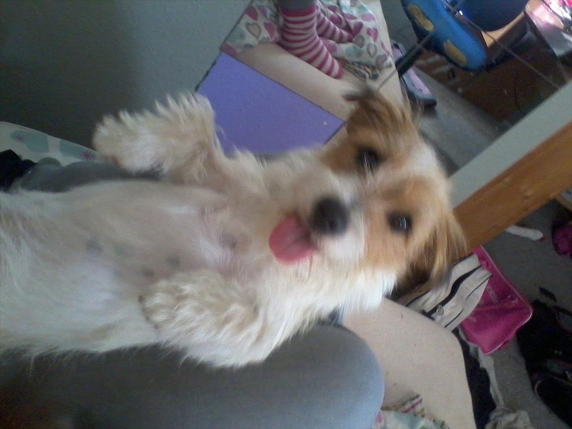 Jack russell terrier Conrad billede 14