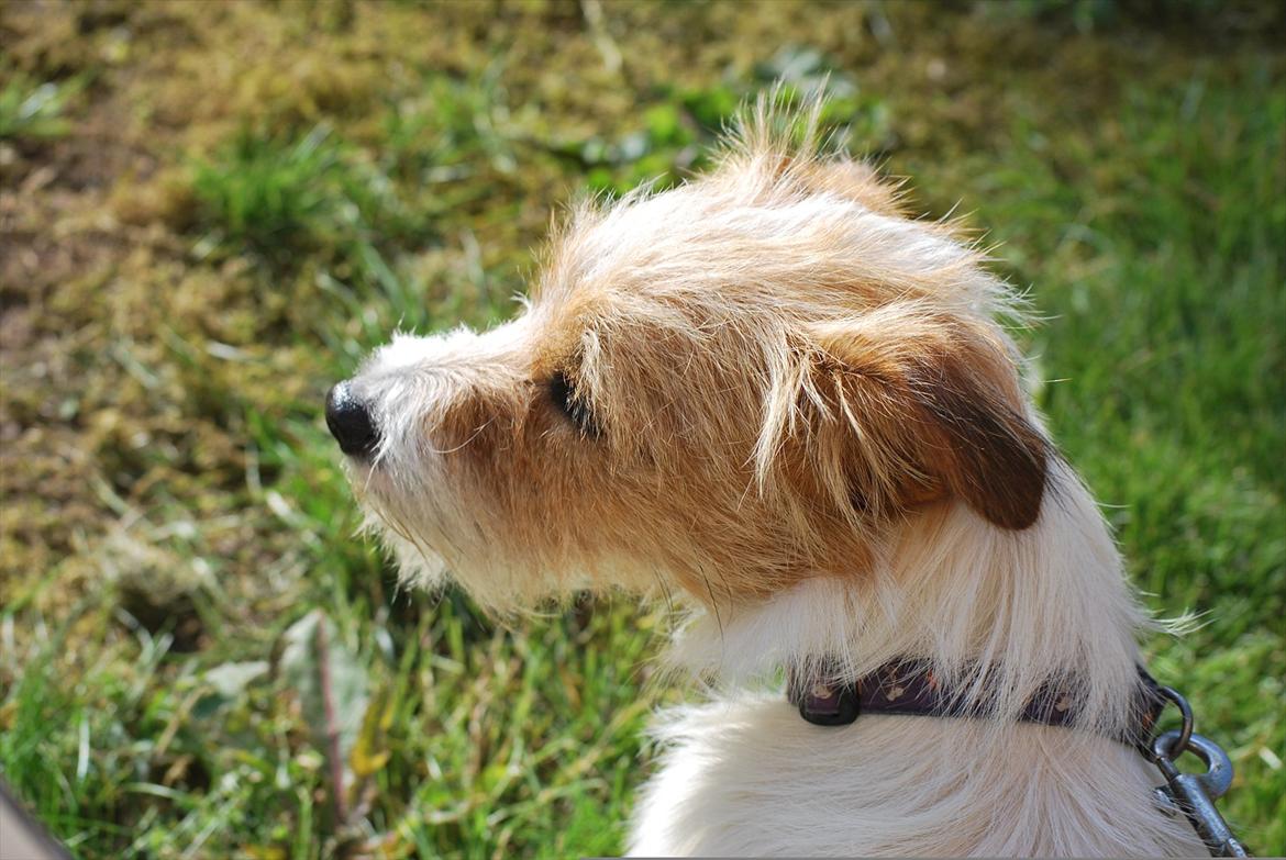Jack russell terrier Conrad billede 8