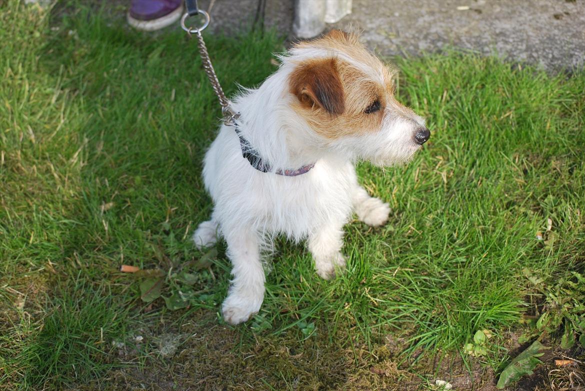 Jack russell terrier Conrad billede 15