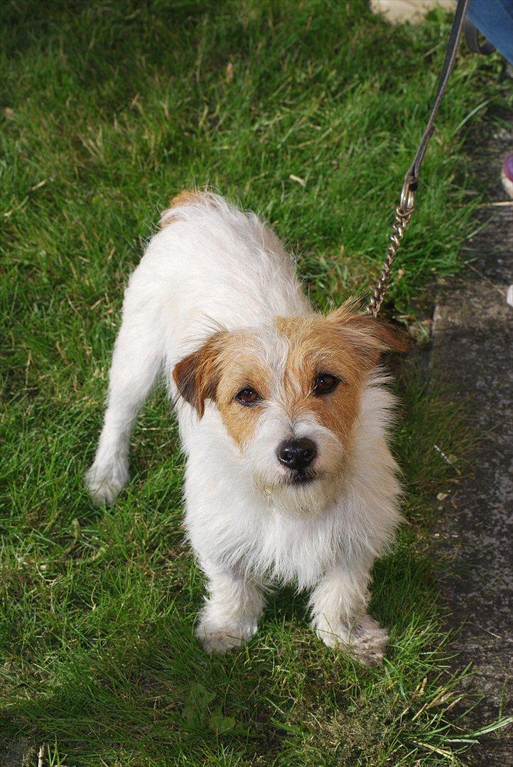 Jack russell terrier Conrad billede 4