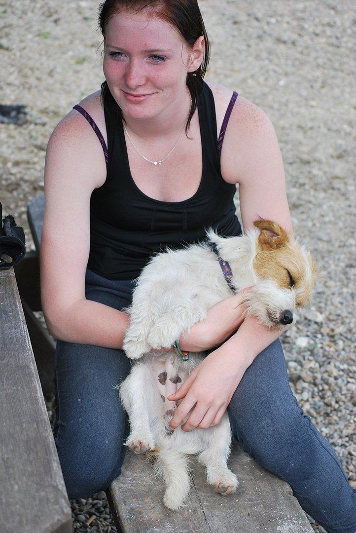 Jack russell terrier Conrad billede 16