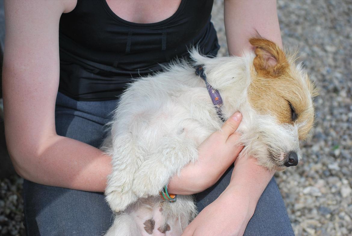 Jack russell terrier Conrad - Velkommen til Conrad´s profil!<3 billede 1