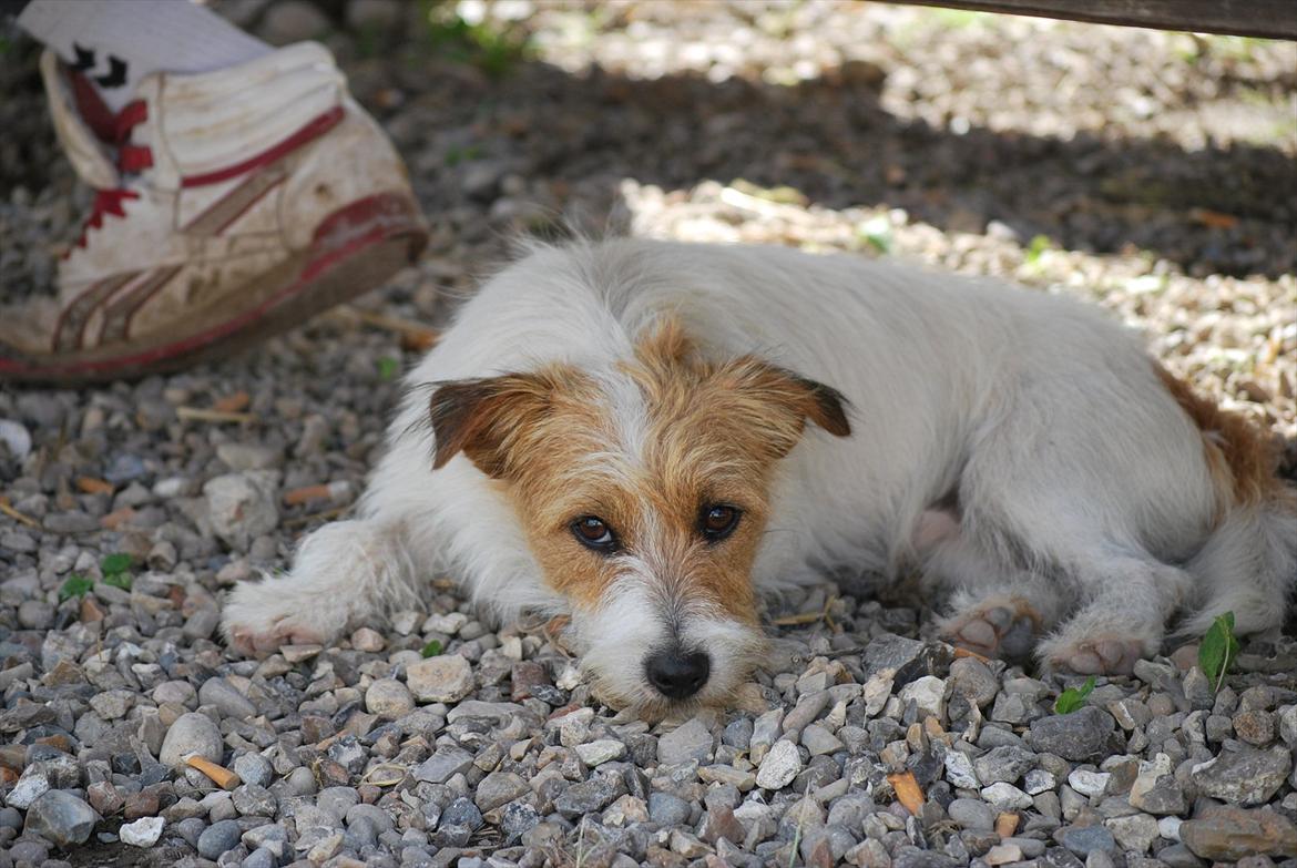 Jack russell terrier Conrad billede 11