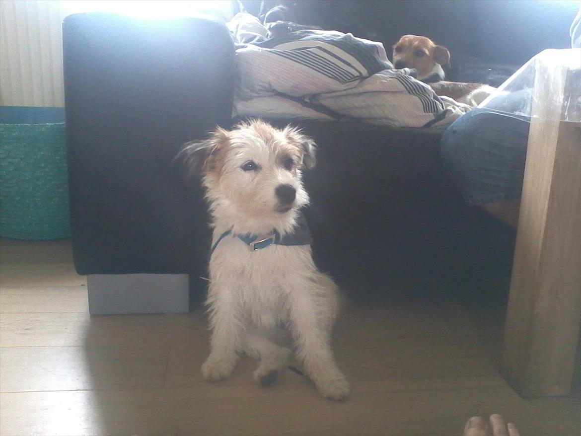 Parson russell terrier Cudweed´s Kiss Of An Angel (soya) - Tak for Kigget!:D
-Knus Soya billede 16