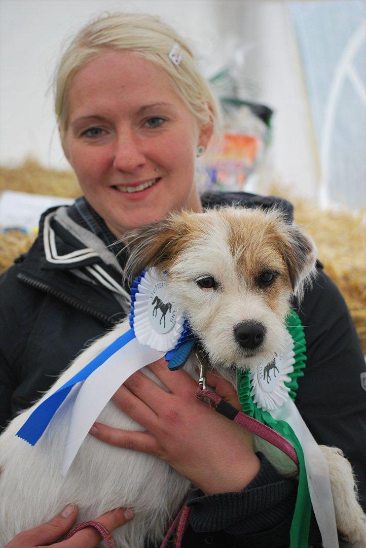 Parson russell terrier Cudweed´s Kiss Of An Angel (soya) billede 5