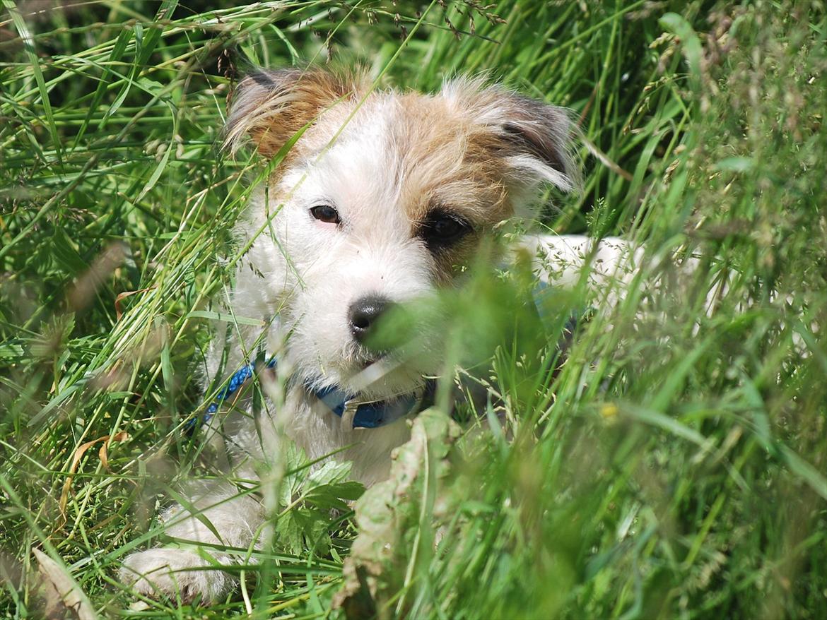 Parson russell terrier Cudweed´s Kiss Of An Angel (soya) billede 14