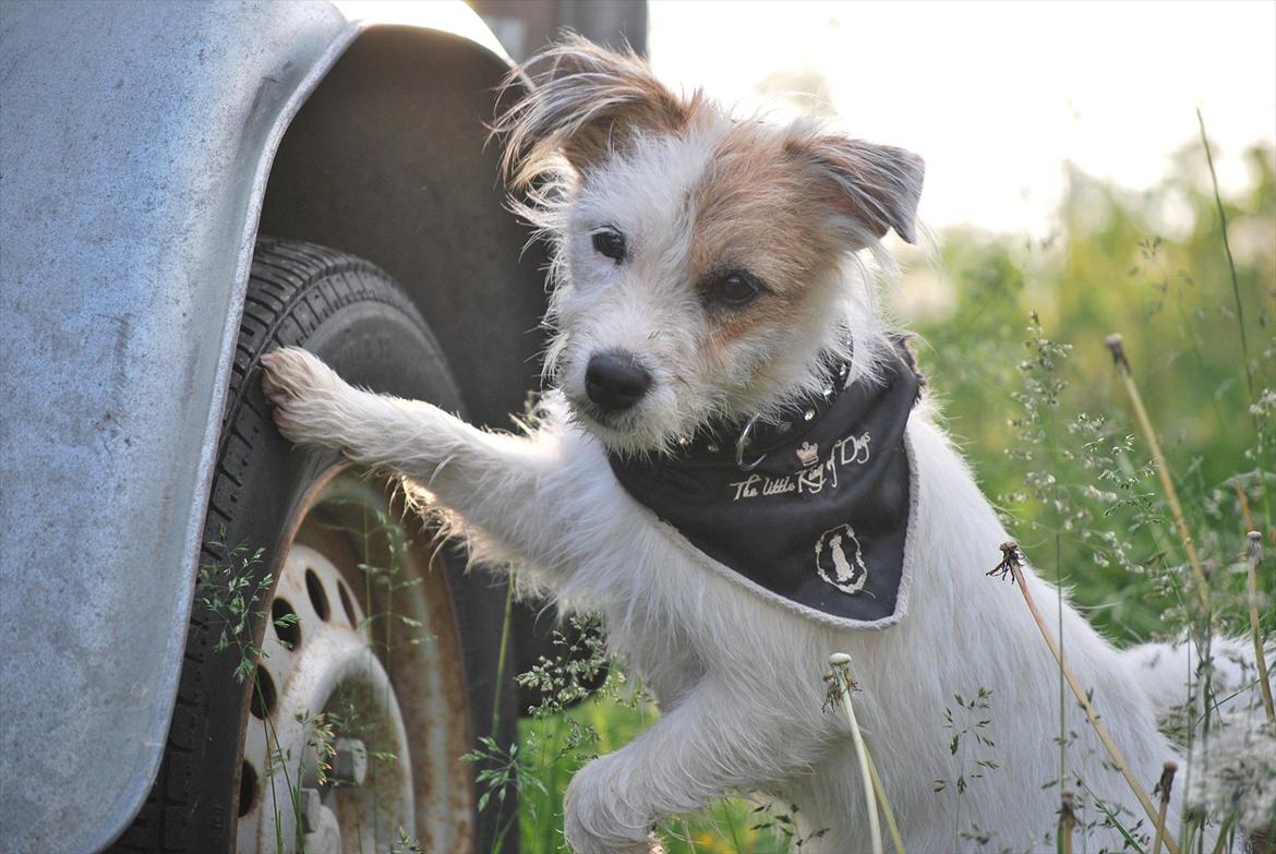 Parson russell terrier Cudweed´s Kiss Of An Angel (soya) - Velkommen til Soya´s profil!:* billede 1