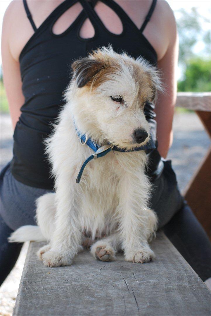 Parson russell terrier Cudweed´s Kiss Of An Angel (soya) billede 15