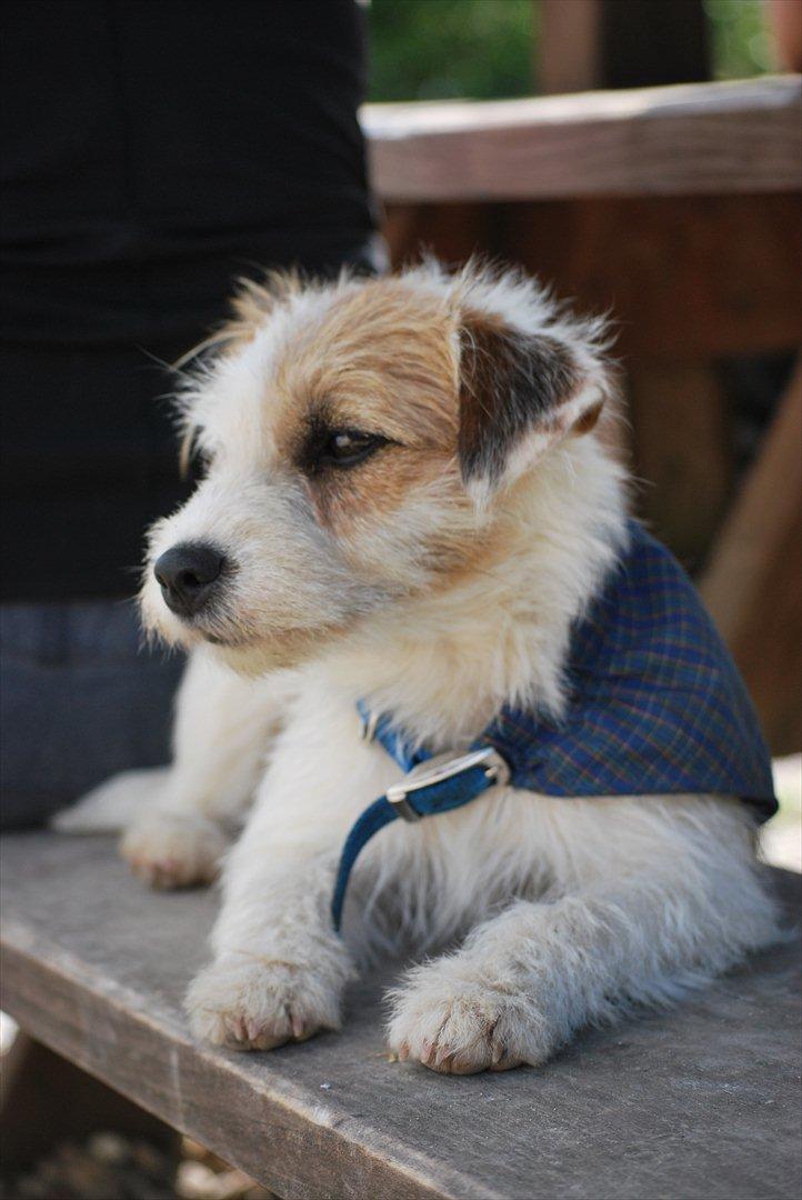 Parson russell terrier Cudweed´s Kiss Of An Angel (soya) billede 2