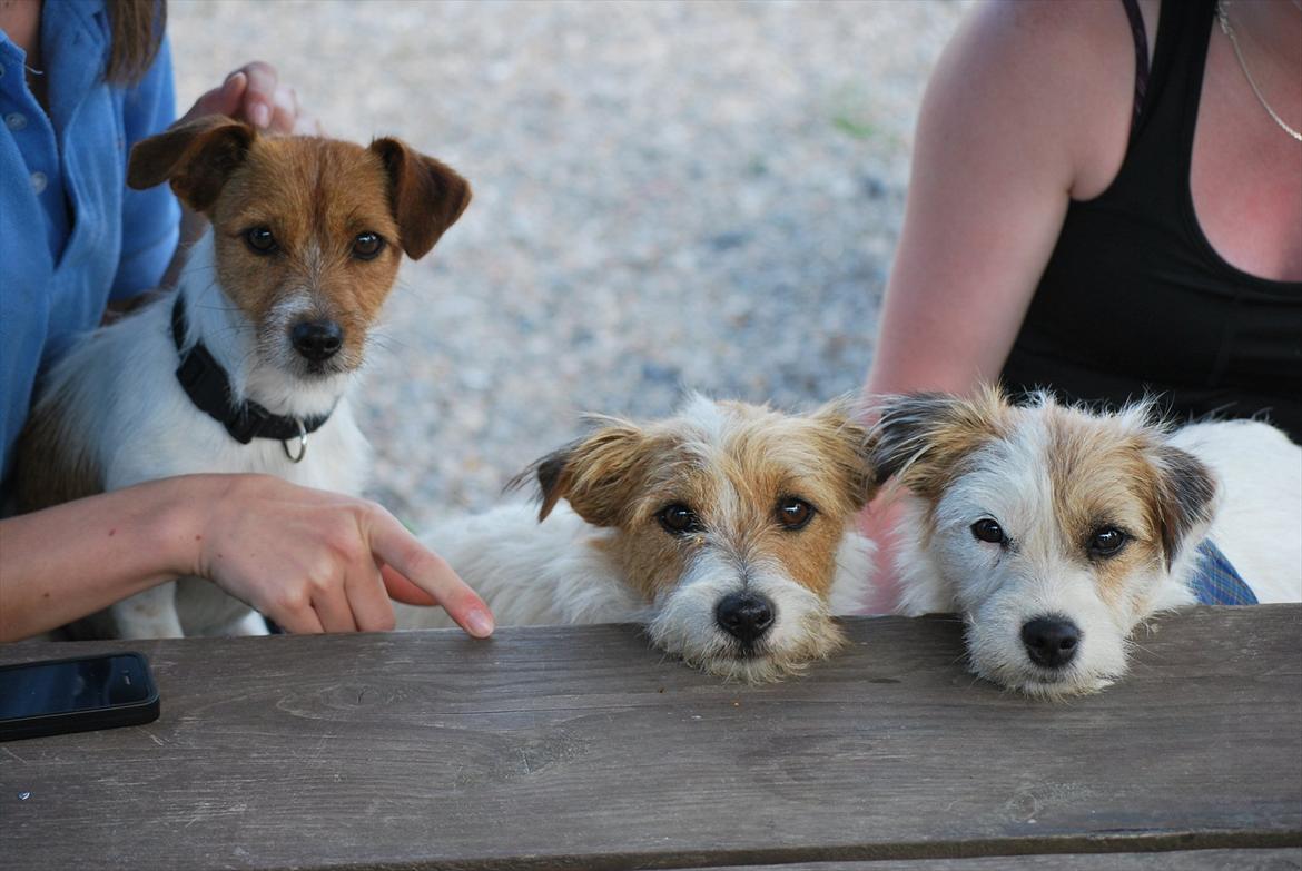 Parson russell terrier Cudweed´s Kiss Of An Angel (soya) - Soya, Carla og Conrad:D billede 6