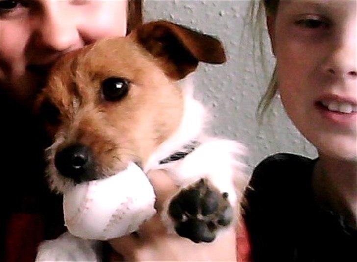 Jack russell terrier Carla - Velkommen til Carla´s profil!:* billede 1