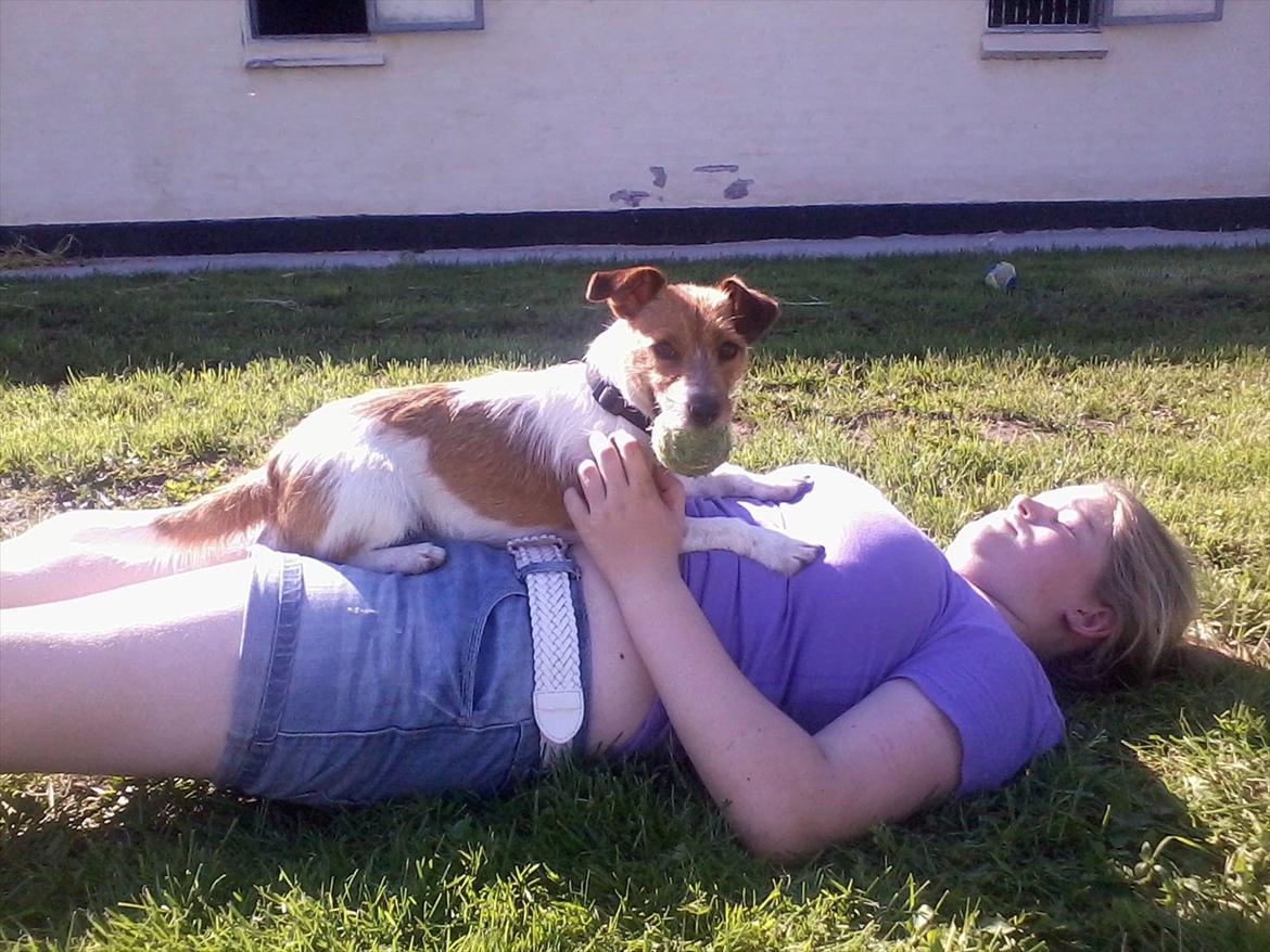 Jack russell terrier Carla billede 2