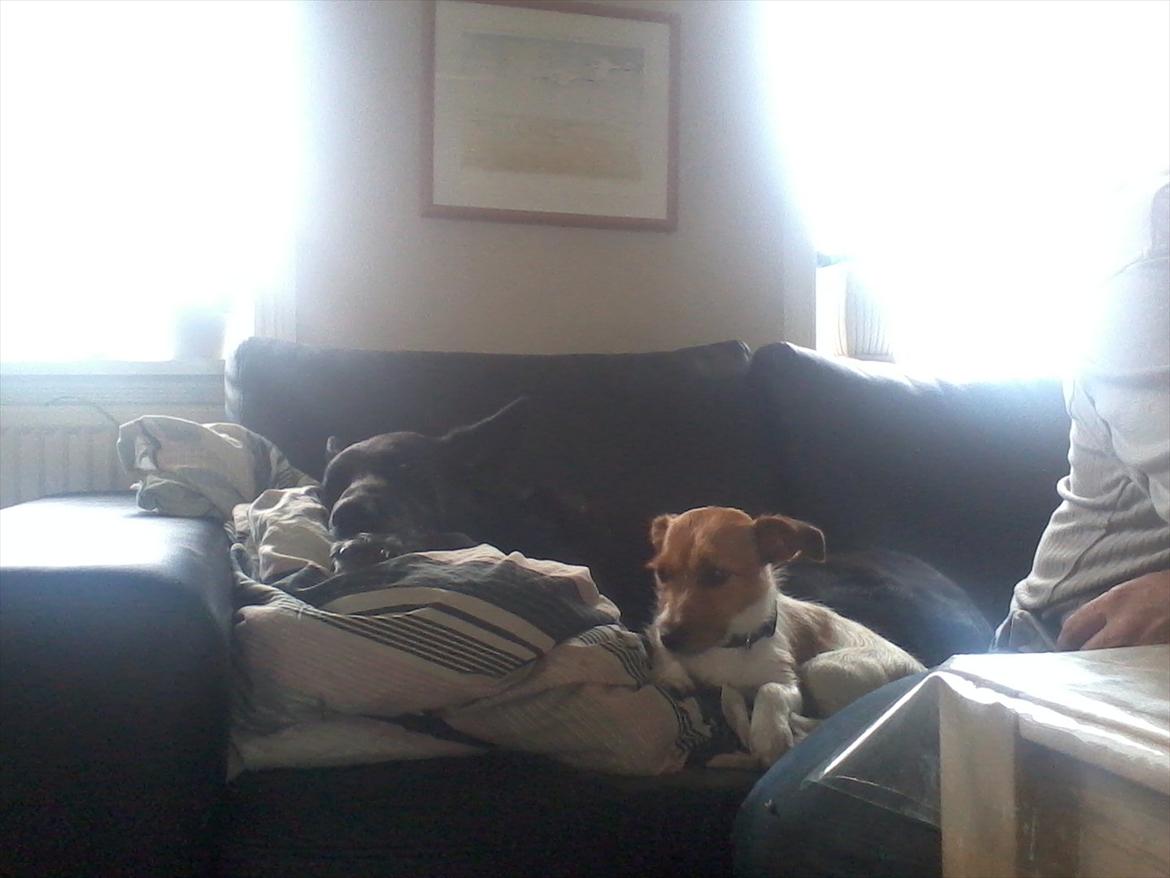 Jack russell terrier Carla billede 3