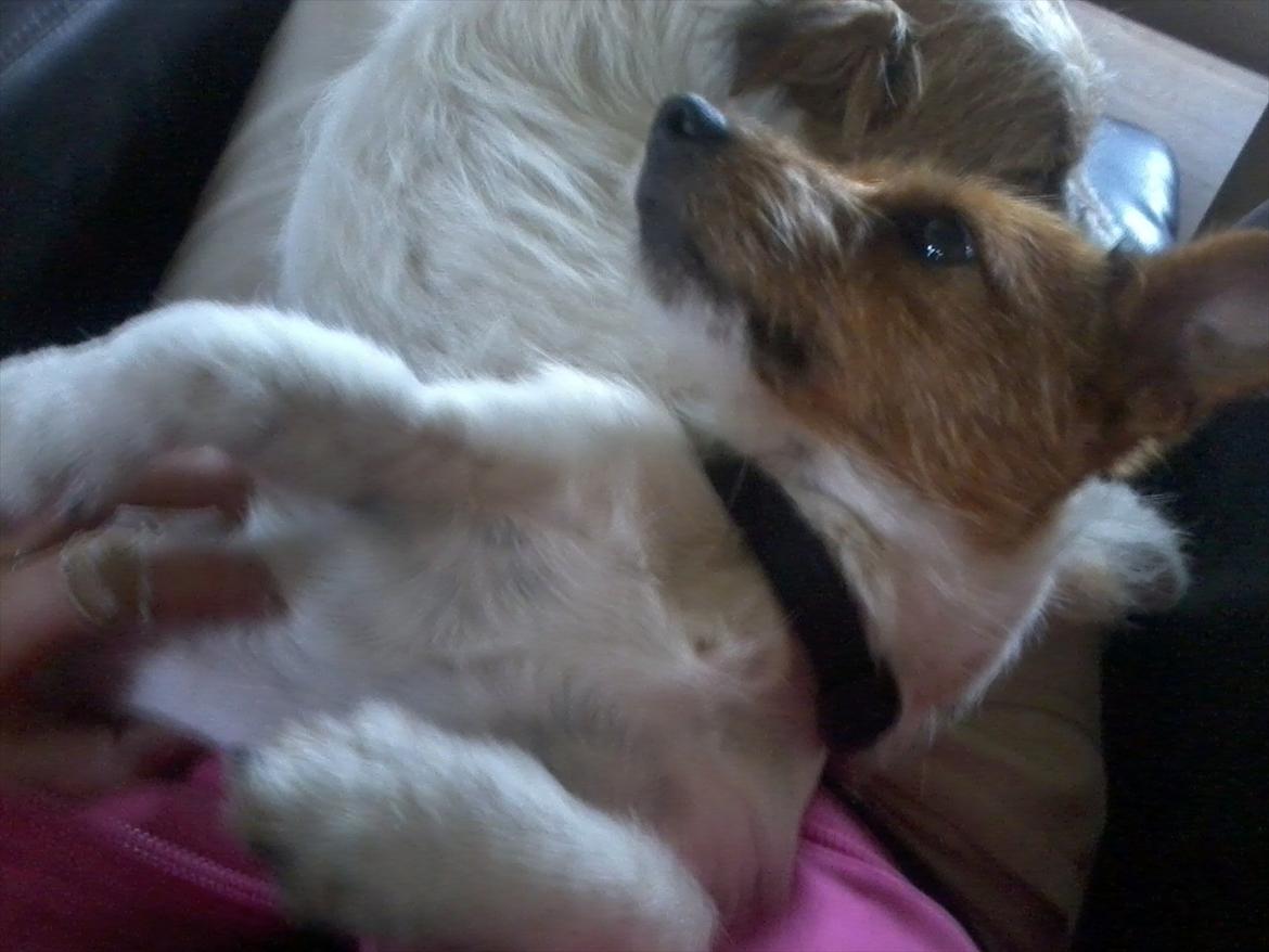 Jack russell terrier Carla billede 4