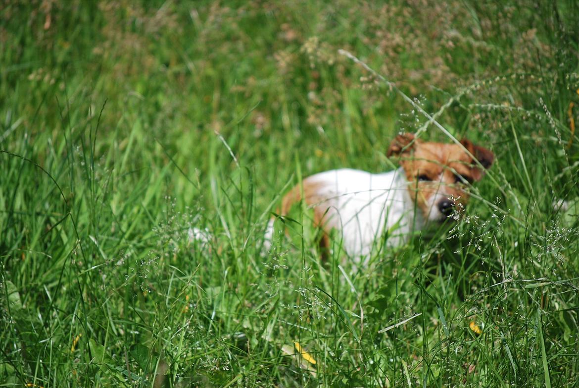 Jack russell terrier Carla billede 5