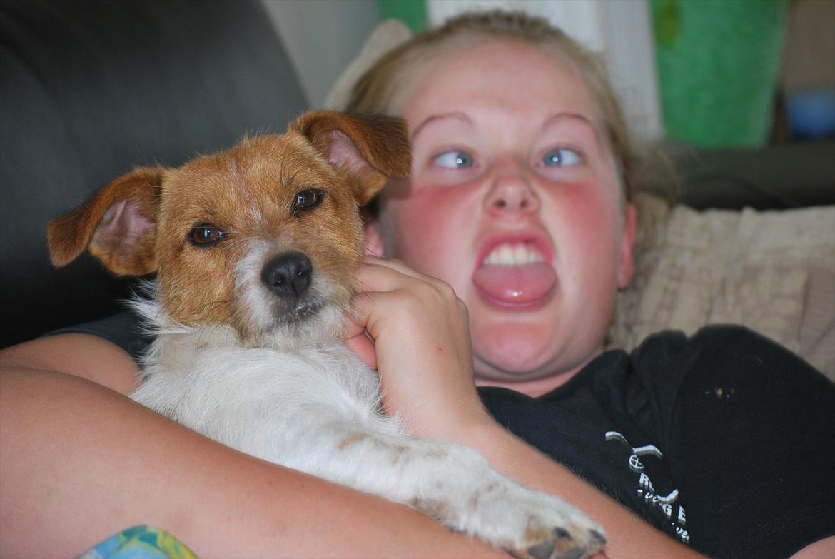 Jack russell terrier Carla - Kitt og Carla billede 6